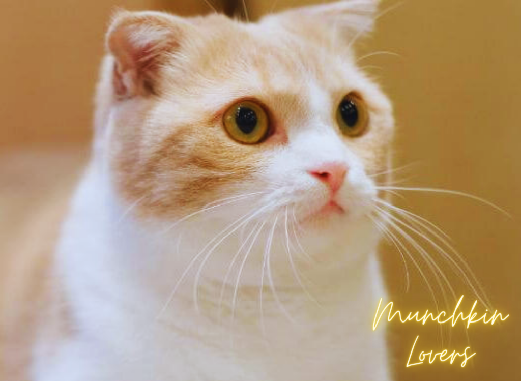 5 Special Facts about Munchkin Cats Munchkin Lovers