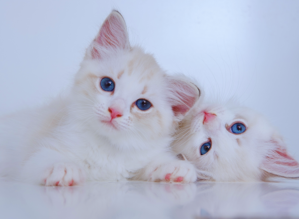 Munchkin Cat Behavior: What Your Cat Is Trying To Tell You